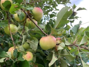 Apples on a tree right as fall in the north country is starting