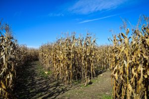 IMage of corn maze